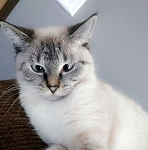 Meet your Posher, Genesis